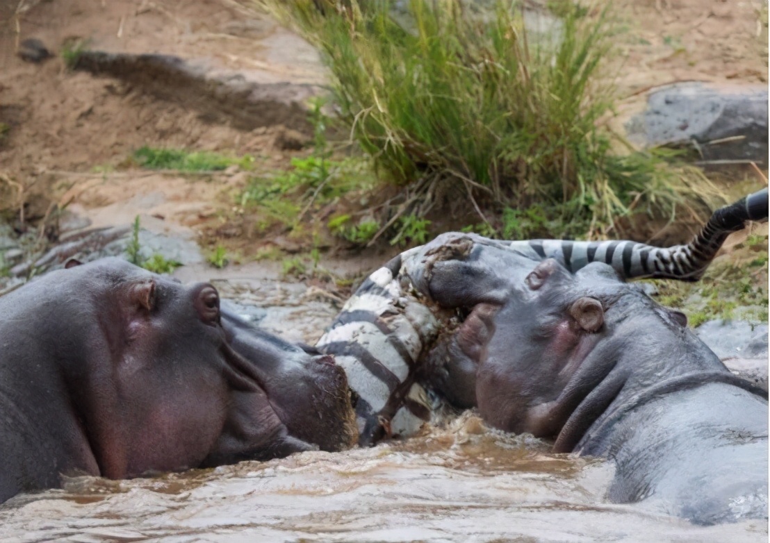 食物链蛇能被牛吃掉吗,牛为什么吃蛇