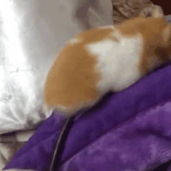 仓鼠幼鼠该怎么养,仓鼠幼鼠应该怎么养