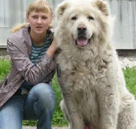 常见的小狗狗品种大全及图片,值得推荐的小狗品种有哪些