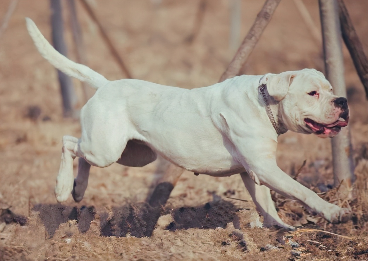 狗狗品种最帅气的狗排名,狗狗排行榜之最霸气的狗