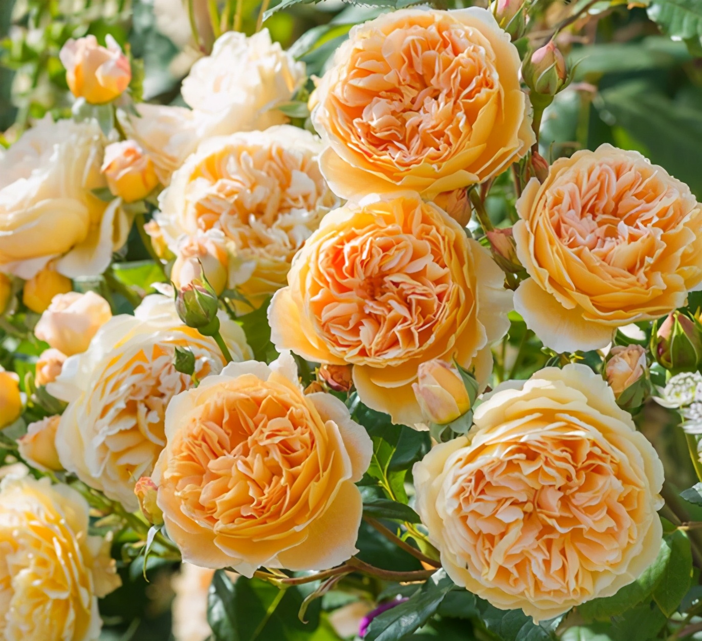 适合院子有藤的花,适合做花墙的藤本月季推荐