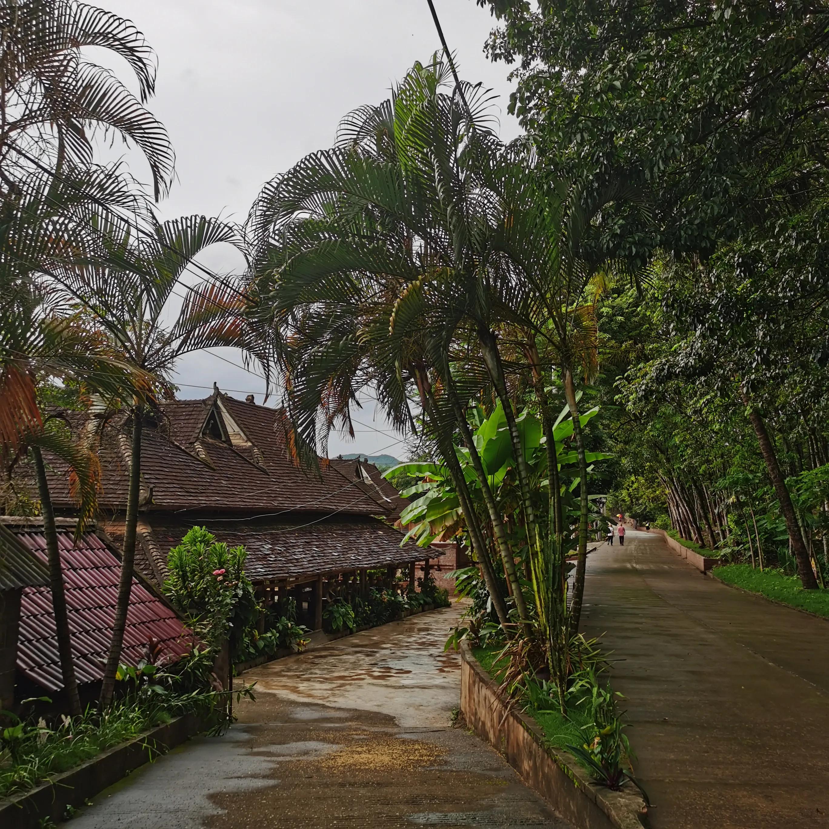 西双版纳曼远村游,西双版纳自由行一天攻略傣族园