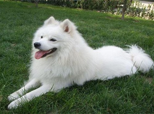 如何判断萨摩耶发情期,萨摩耶发情期怎么确定