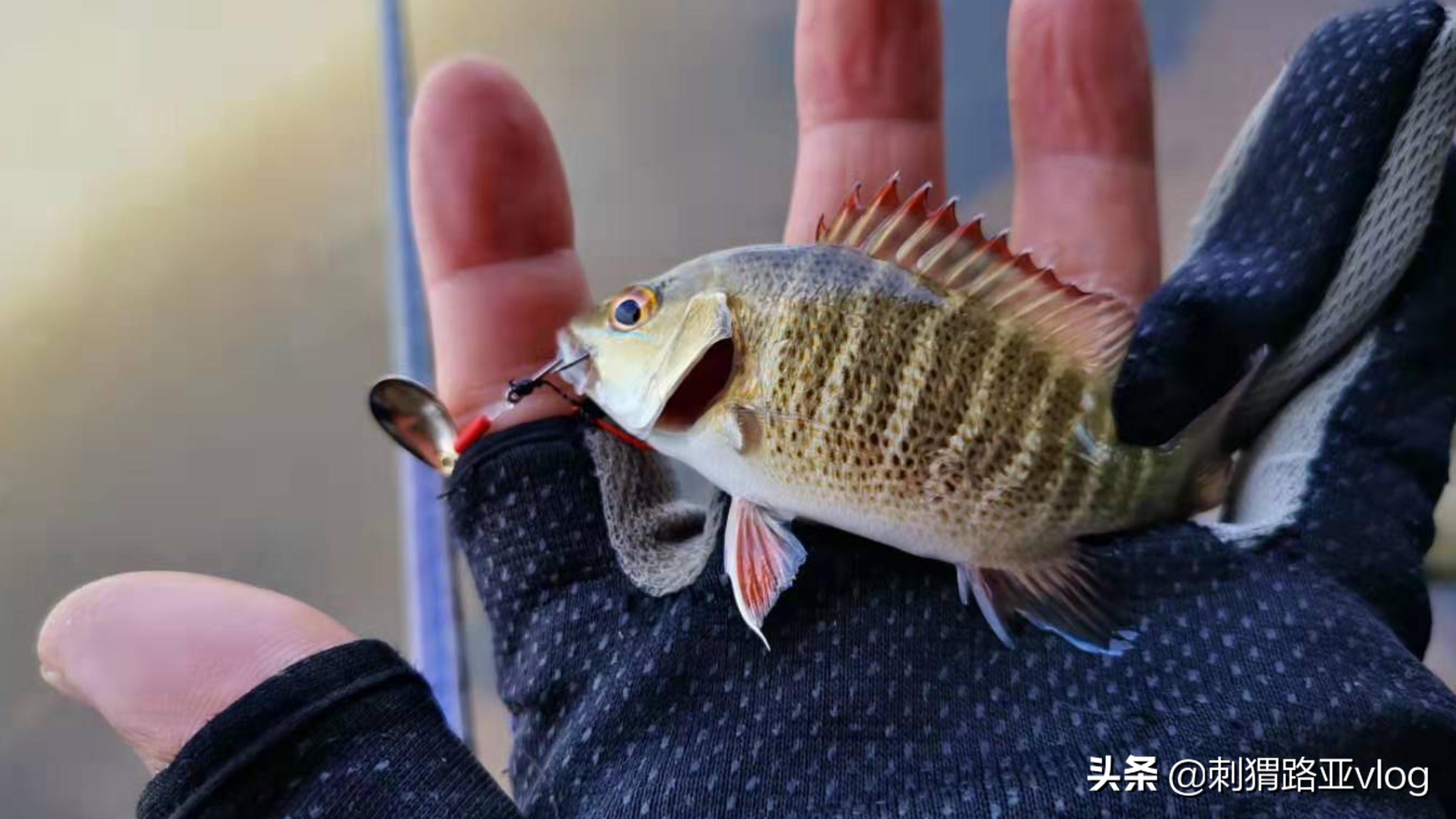 微物路亚亮片双钩钓组,路亚前导线双钩亮片绑法