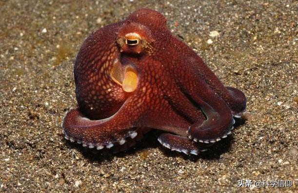 可以预测比赛，又能破解迷宫，难怪科学家说章鱼来自于外星球