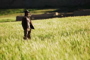 《麦田里的守望者》美.塞格林