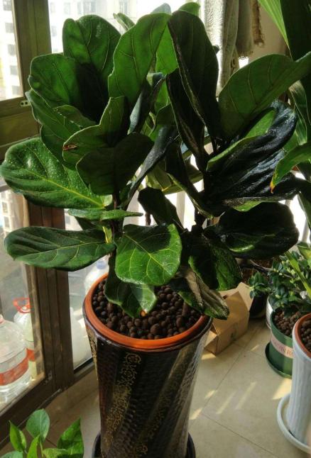 什么植物吸甲醛还能放在房间里面,吸收甲醛卧室最好养活植物排名