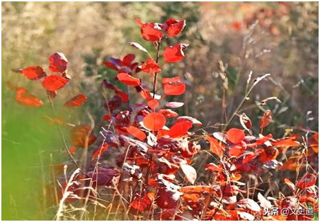 马致远的元曲作品都有哪些,马致远的天净沙共有几首