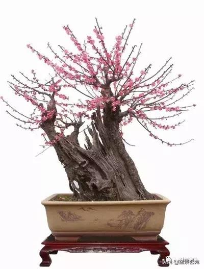 姊呰姳鐩嗘櫙浠锋牸,榫欐父姊呰姳鐩嗘櫙