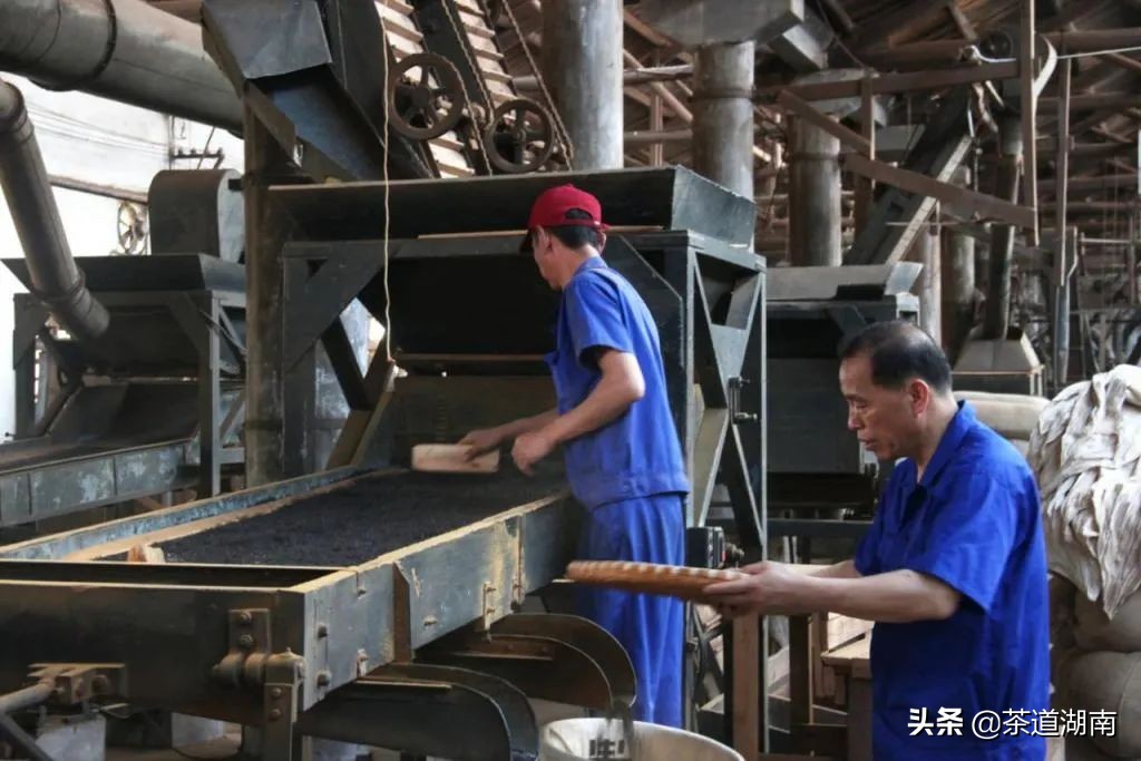 祁门红茶工夫红茶知识,祁门工夫红茶和祁红毛峰工序