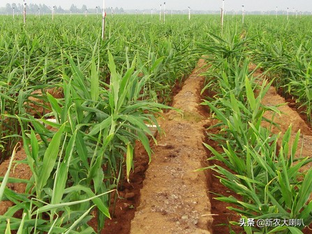 种植生姜及管理方法视频,生姜的种植方法及管理技术