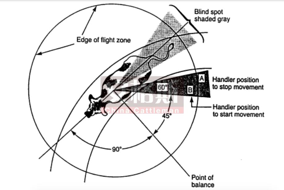 牛的行为与精细饲养管理技术指南,牛的行为学