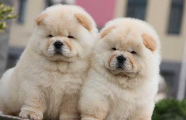 世界上12种最迷人的狗狗,12种超惹人喜爱的狗狗你认识几种