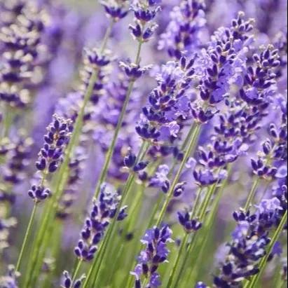 天然精油香水怎么做,怎么用香水做精油护肤