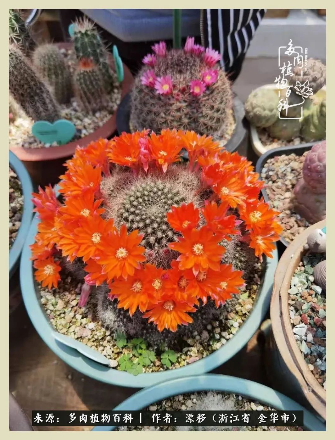 仙人球开花并散发着香味,仙人球花盛开吐露芬芳