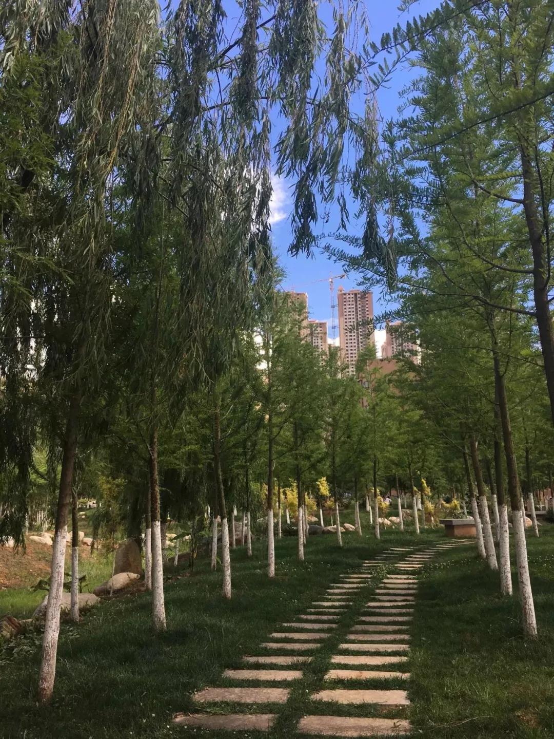 蓝花楹昆明网红打卡地在哪里,昆明周边湿地公园网红打卡地