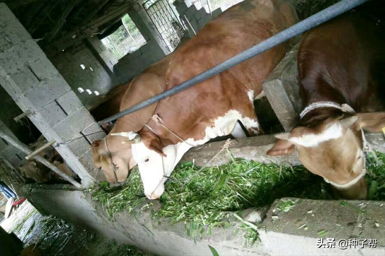 增润草种植技术,增润草在山东可以种吗