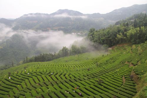 恩施硒茶宣传,恩施硒茶的发展优势有哪些