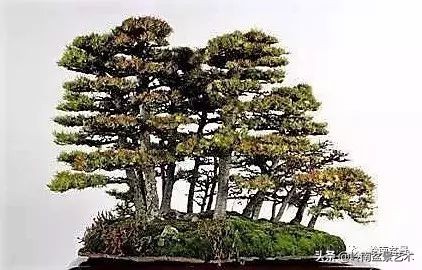 松树在水旱丛林盆景创作中的运用 (松树丛林盆景经典之作)