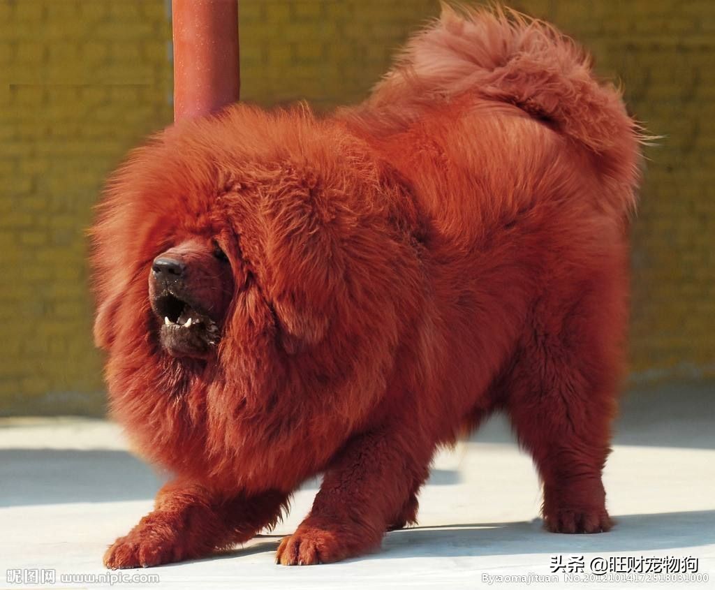 国内最受欢迎的宠物狗品种是什么,现在最受欢迎的宠物狗品种排名