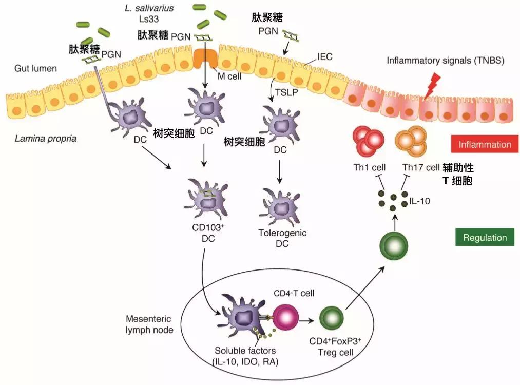 哪种牌子的益生菌好吸收又健康,便宜益生菌和贵的益生菌的区别
