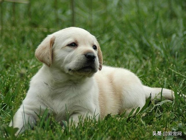 狗狗品种大全搞笑可爱,最可爱的狗狗品种排名图片