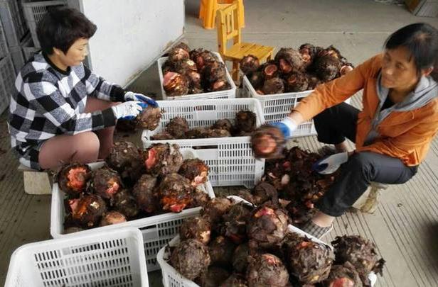 中国出名的香芋大个好吃,舌尖上的香芋