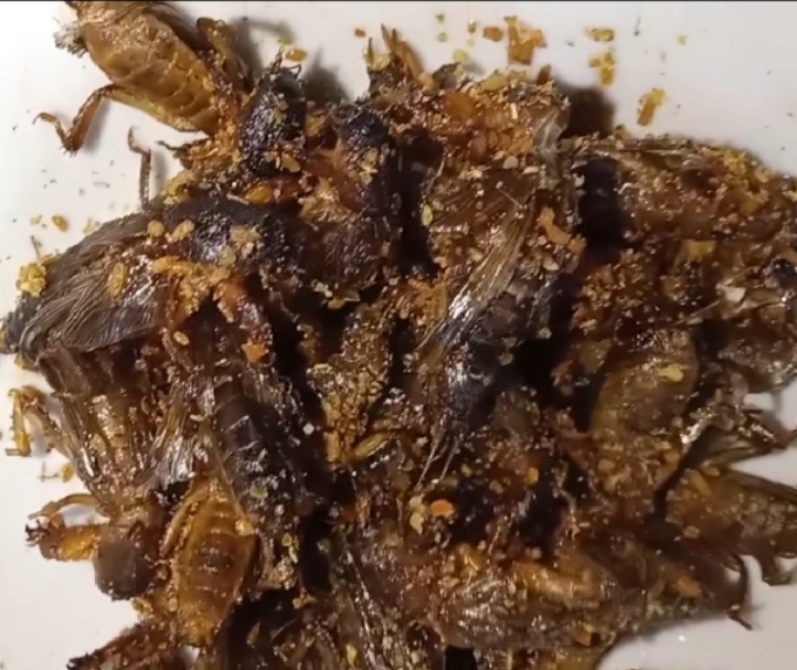 有关虫子的特点美食,美食虫子视频大全