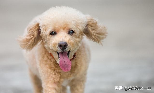 狗狗智商排行前十什么狗好养,狗狗品种智商图片