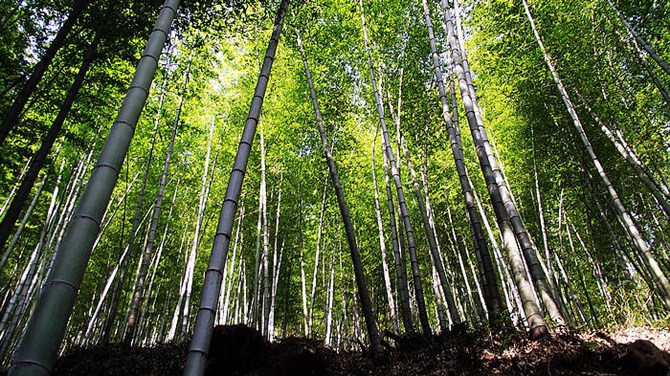 南京竹海宜兴竹海,宜兴华东第一竹海