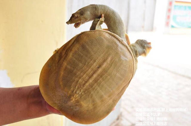 杨参将家制甲鱼头尾俱全，见者悚然，犹虑其动