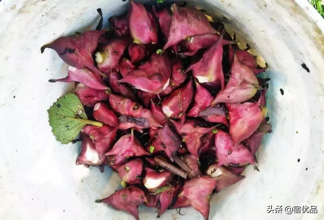 苏州西山旅游攻略一日游,苏州东山西山旅游攻略一日游