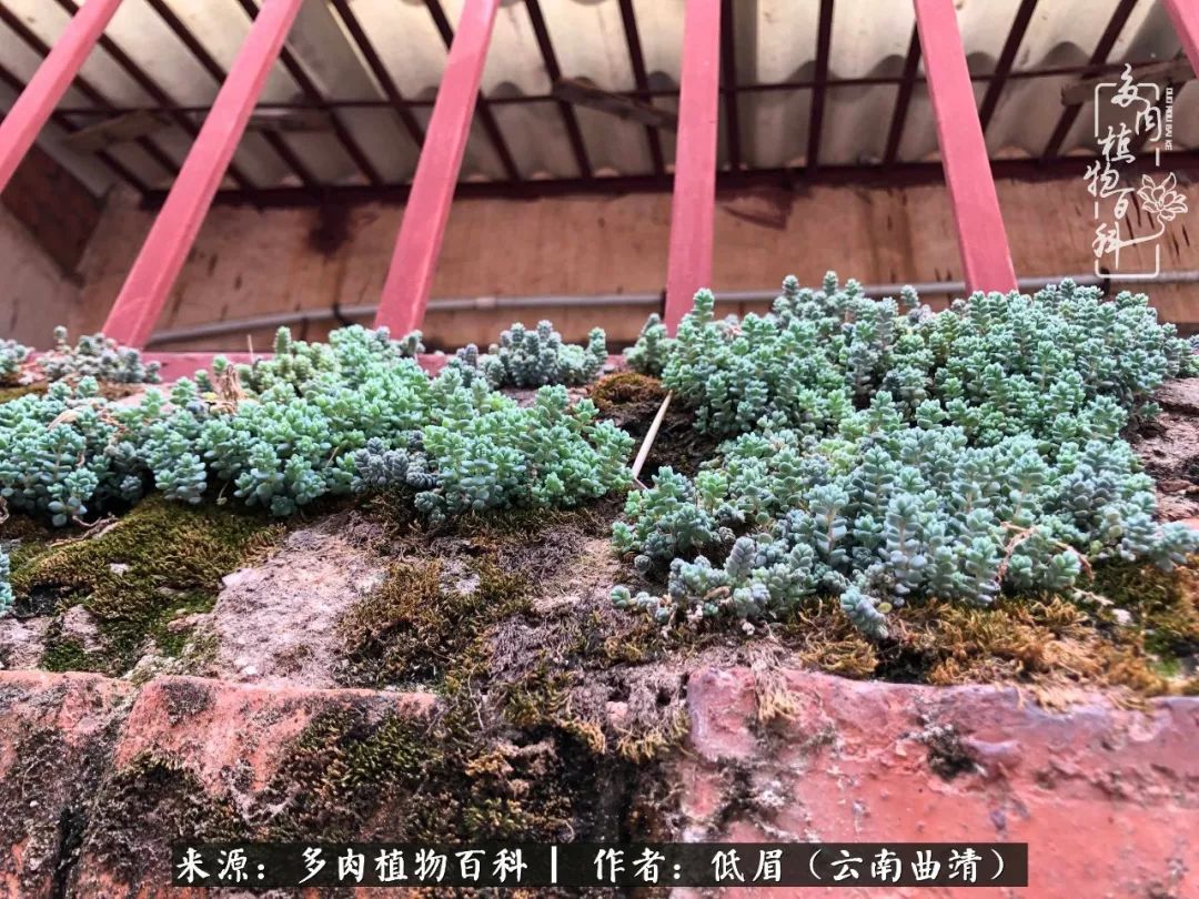 多肉看多了审美疲劳，今晚上点不一样的野味