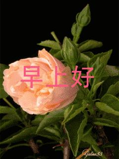 我把幸福送给你,11月快乐我把祝福送给你高清图片