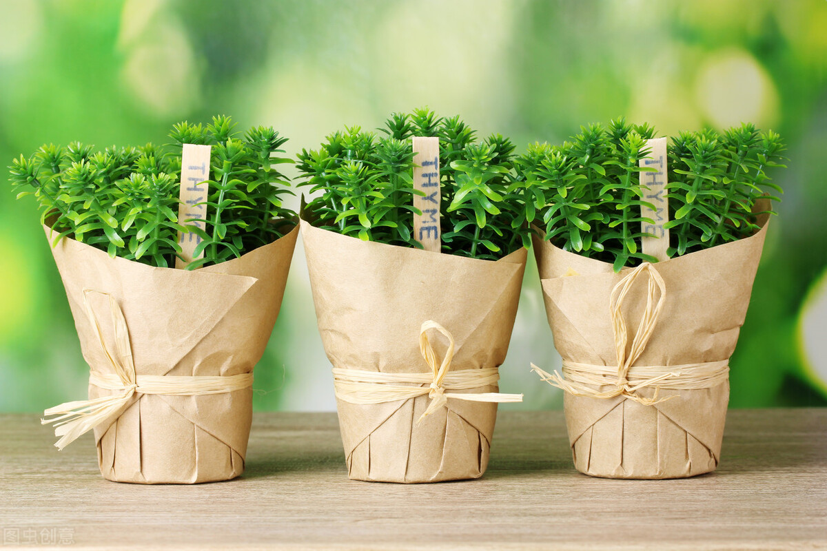 什么植物去除甲醛测评,植物除甲醛讲解