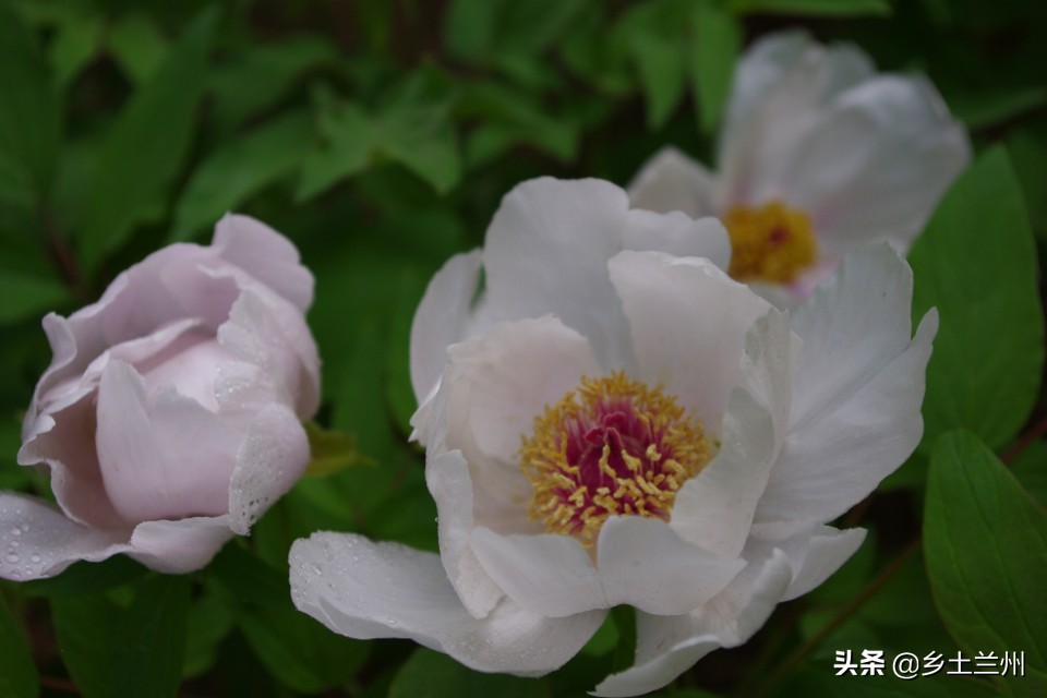 芍药花开的季节等你欣赏,芍药花开如诗如画