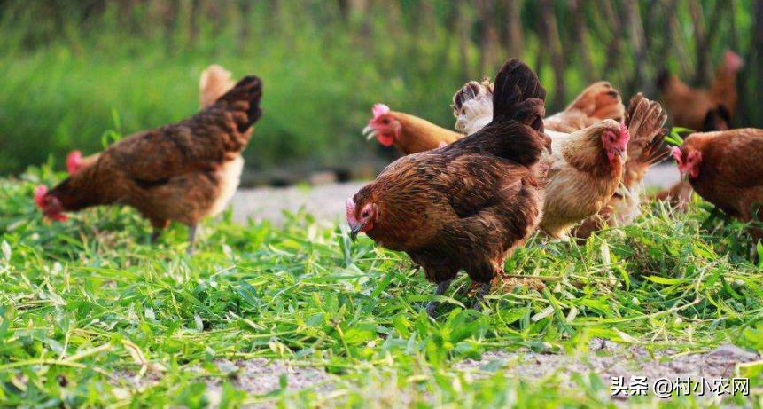 养鸡的利润与成本真实科普,现在养鸡的成本和利润是多少