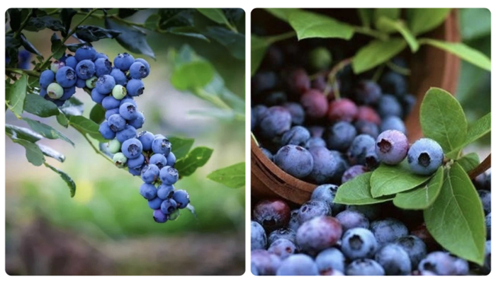 喝蓝莓原浆有什么好处,蓝莓原浆真的可以护眼