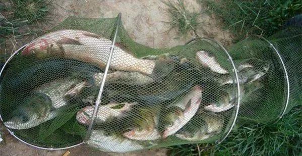 钓鲢鳙用一号线,钓鲢鳙的战术