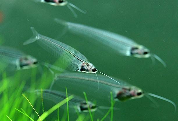 越来越稀奇的淡水鱼,最色彩多姿的淡水鱼