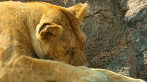 豆瓣9.6！娃刷到停不下来，还能看出人生大道理