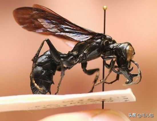 世界上最大的动物长什么样,所有动物最大的样子有多大