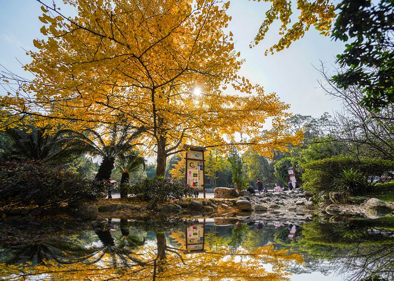 成都市区值得一去的银杏打卡,双流看银杏叶