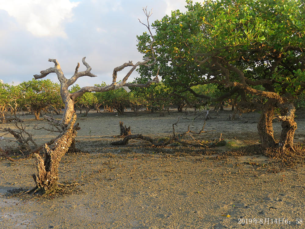 痛心！北海红树林不设防，任你踩任你挖