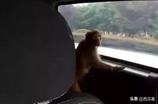 这些动物，再喜欢也不能养，否则警察叔叔找上门