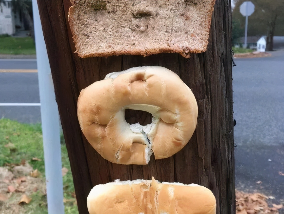 英国谢菲尔德城市的居民们为什么要往树上钉面包呢？