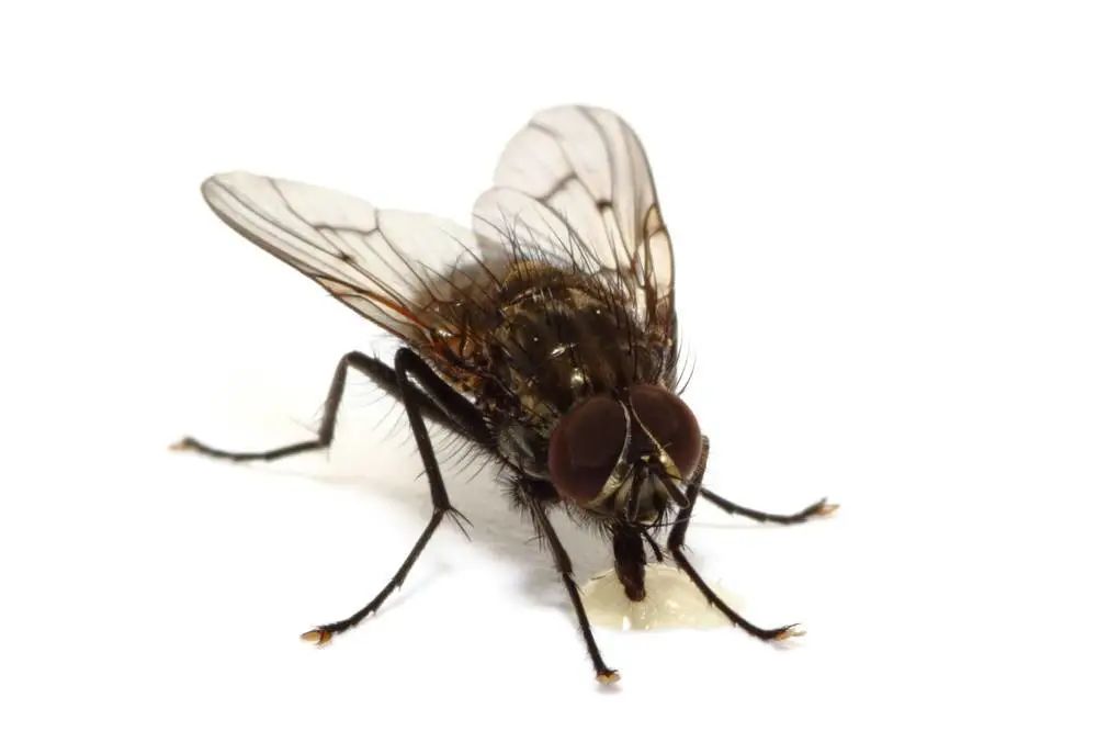 爱国卫生运动中的四害,爱国卫生运动除哪四害