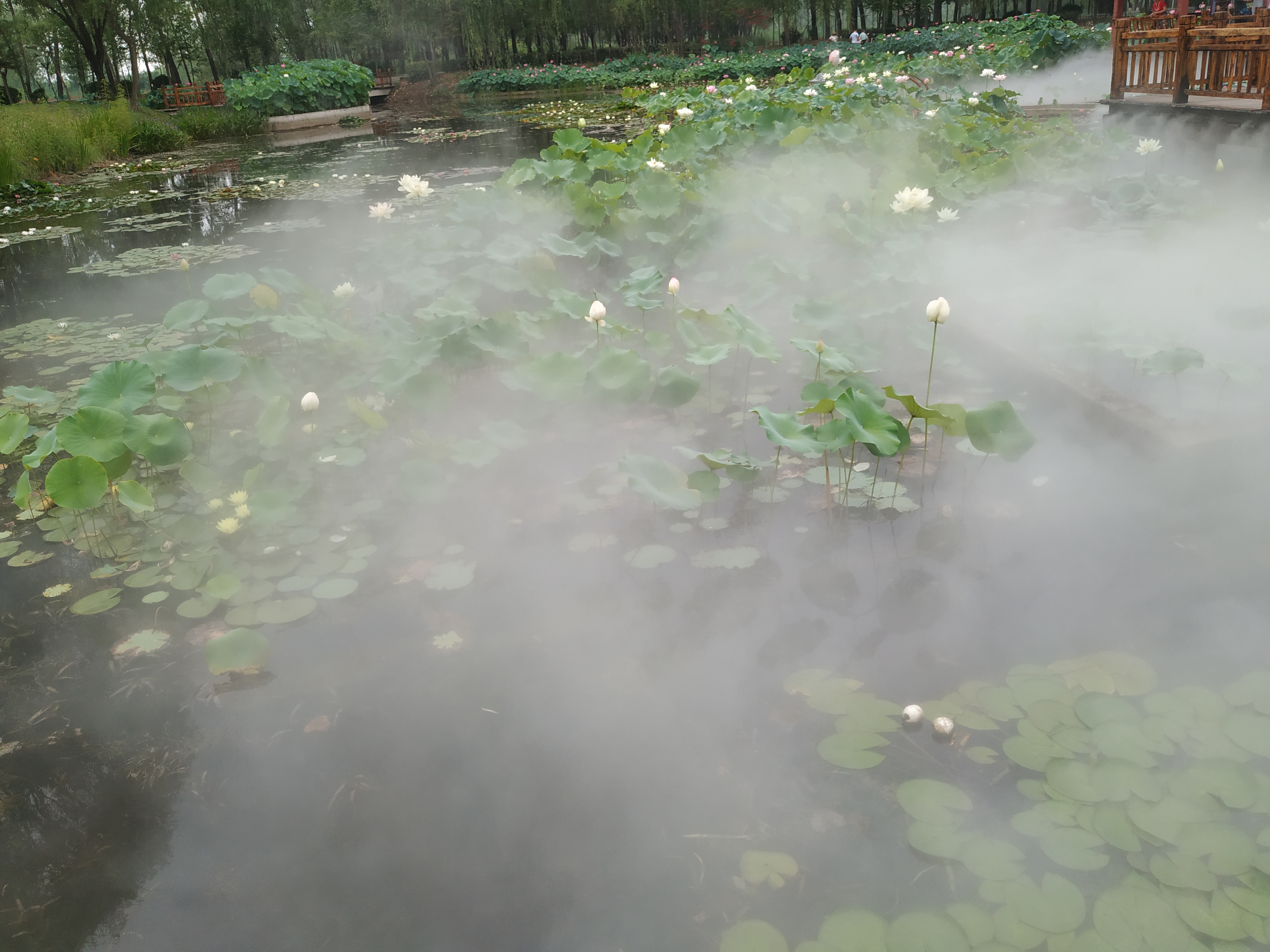 青荷盖绿水微山湖十万亩荷花盛放,微山湖红荷湿地公园的荷花何时开
