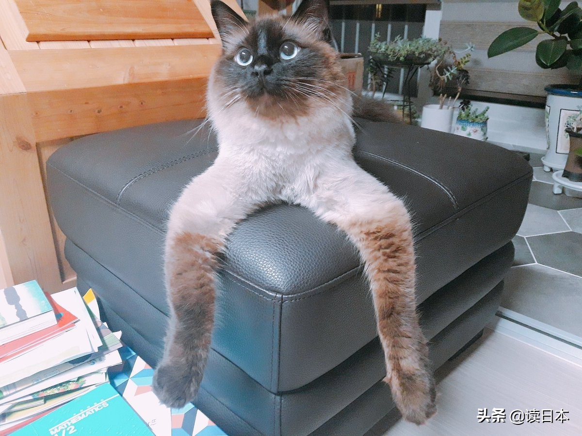 沙雕手办日本小哥,日本沙雕手办小哥哥