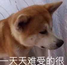 买狗不能说的话你踩坑了吗,为什么狗市买的狗说活不过三个月